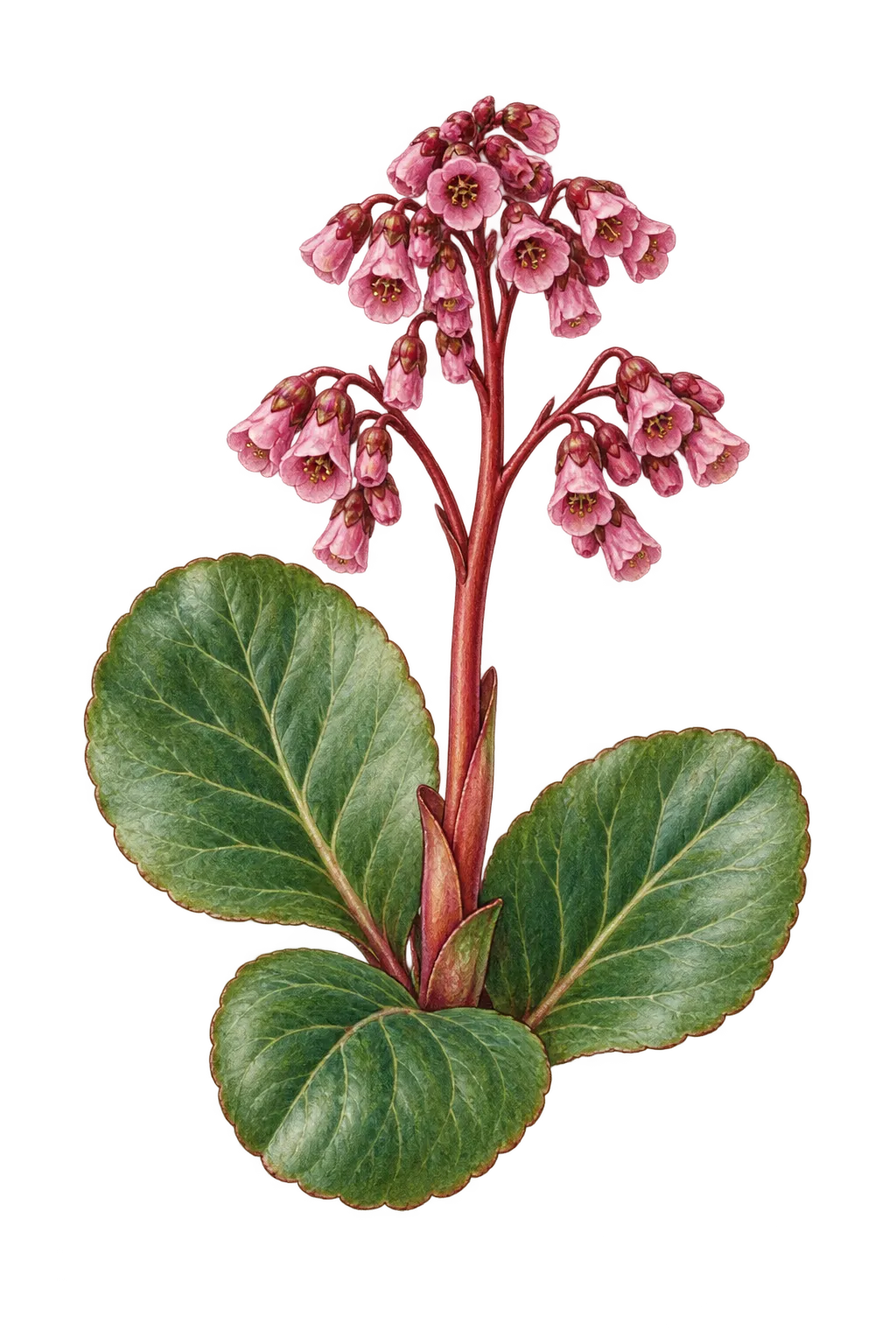 Botanical artwork associated with Siberian-tea (Bergenia crassifolia (L.) Fritsch)
