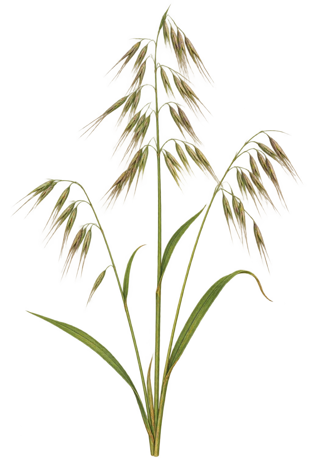 Botanical artwork associated with weedy brome (Bromus alopecuros Poir.)