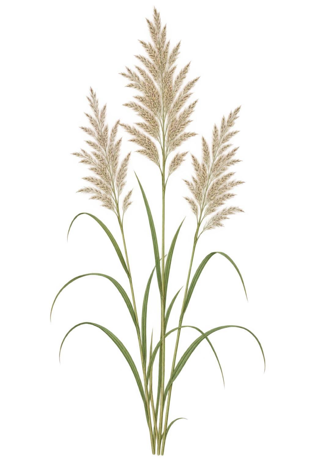 Botanical artwork associated with feather reed grass (Calamagrostis × acutiflora (Schrad.) DC.)