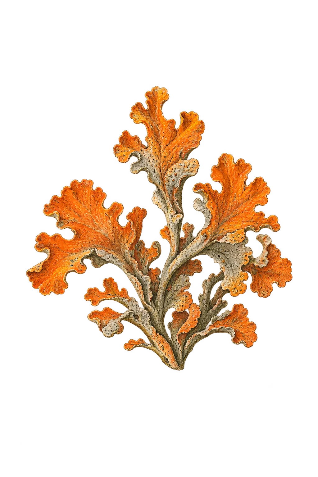Botanical artwork associated with orange lichen (Caloplaca adnexa Vězda)