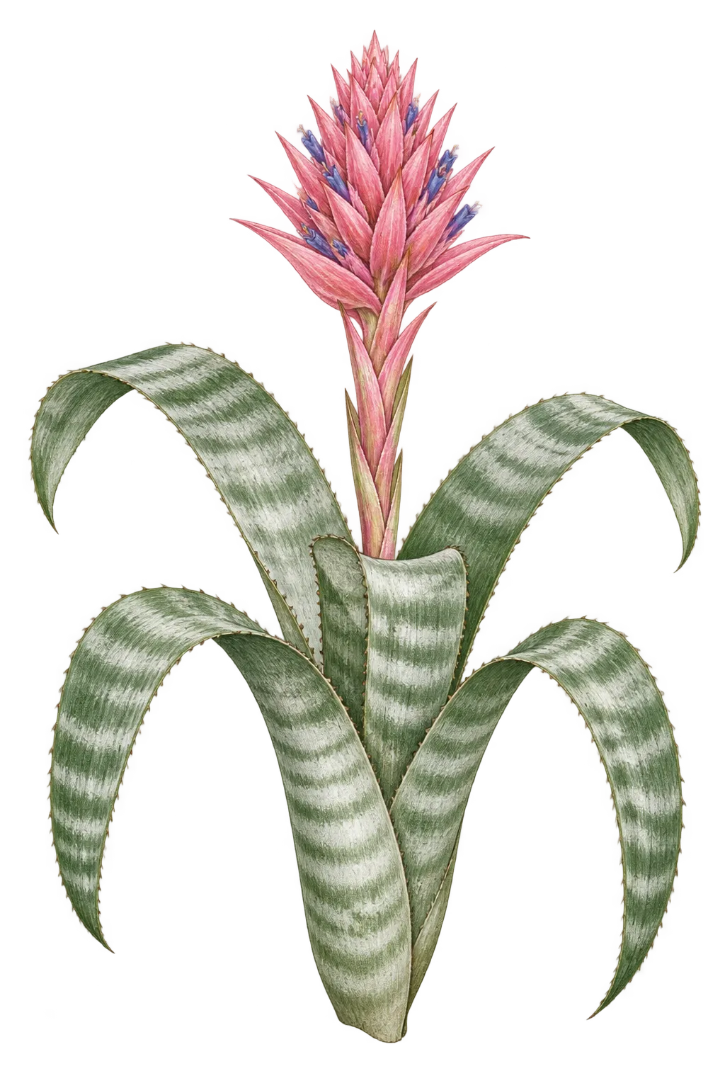 Botanical artwork associated with livingvase (Aechmea Ruiz & Pav.)