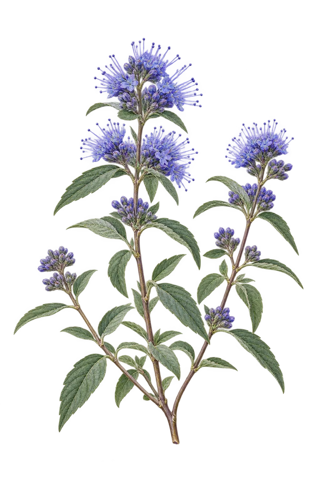 Botanical artwork associated with caryopteris (Caryopteris × clandonensis A.Simmonds)