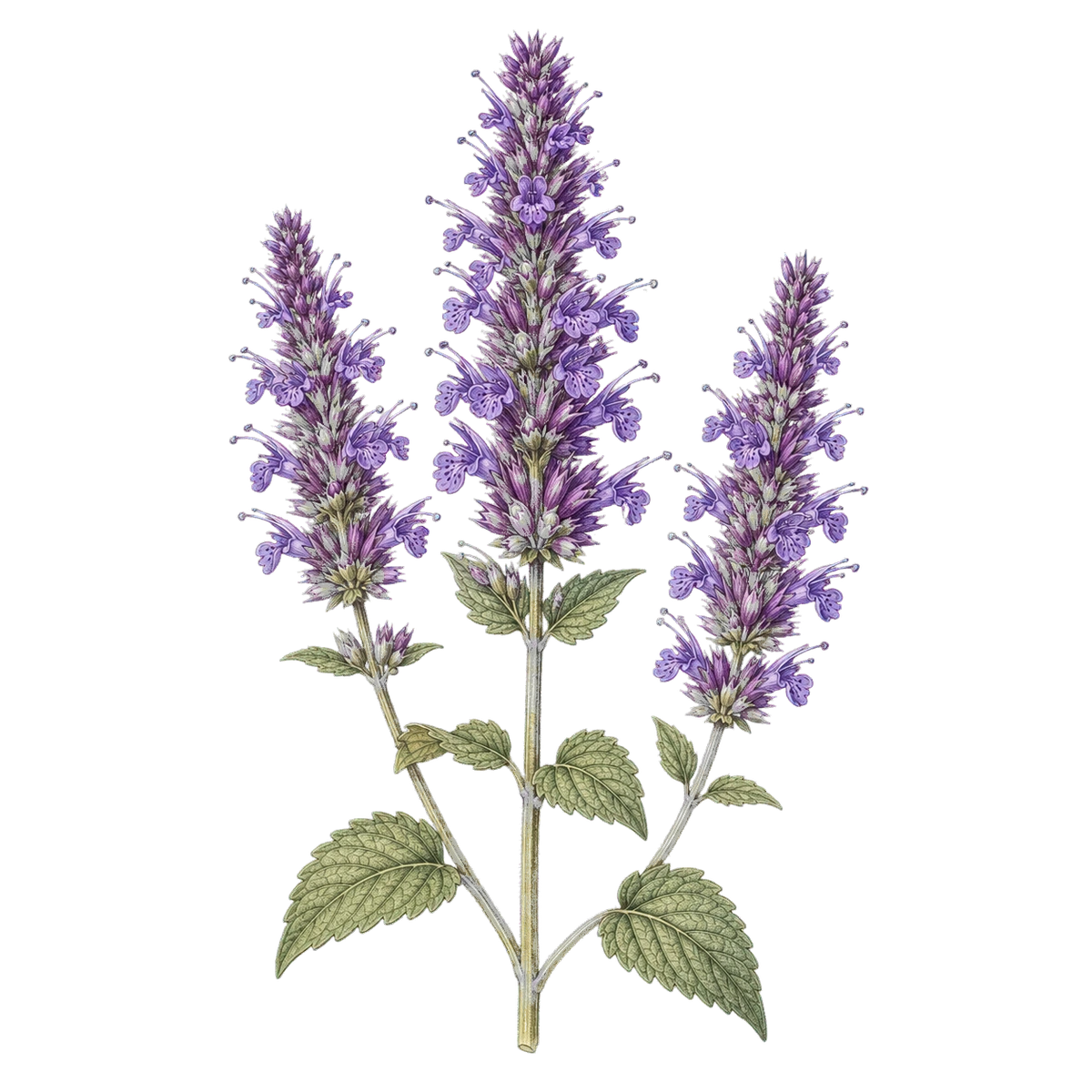 Botanical artwork associated with blue giant hyssop (Agastache foeniculum (Pursh) Kuntze)