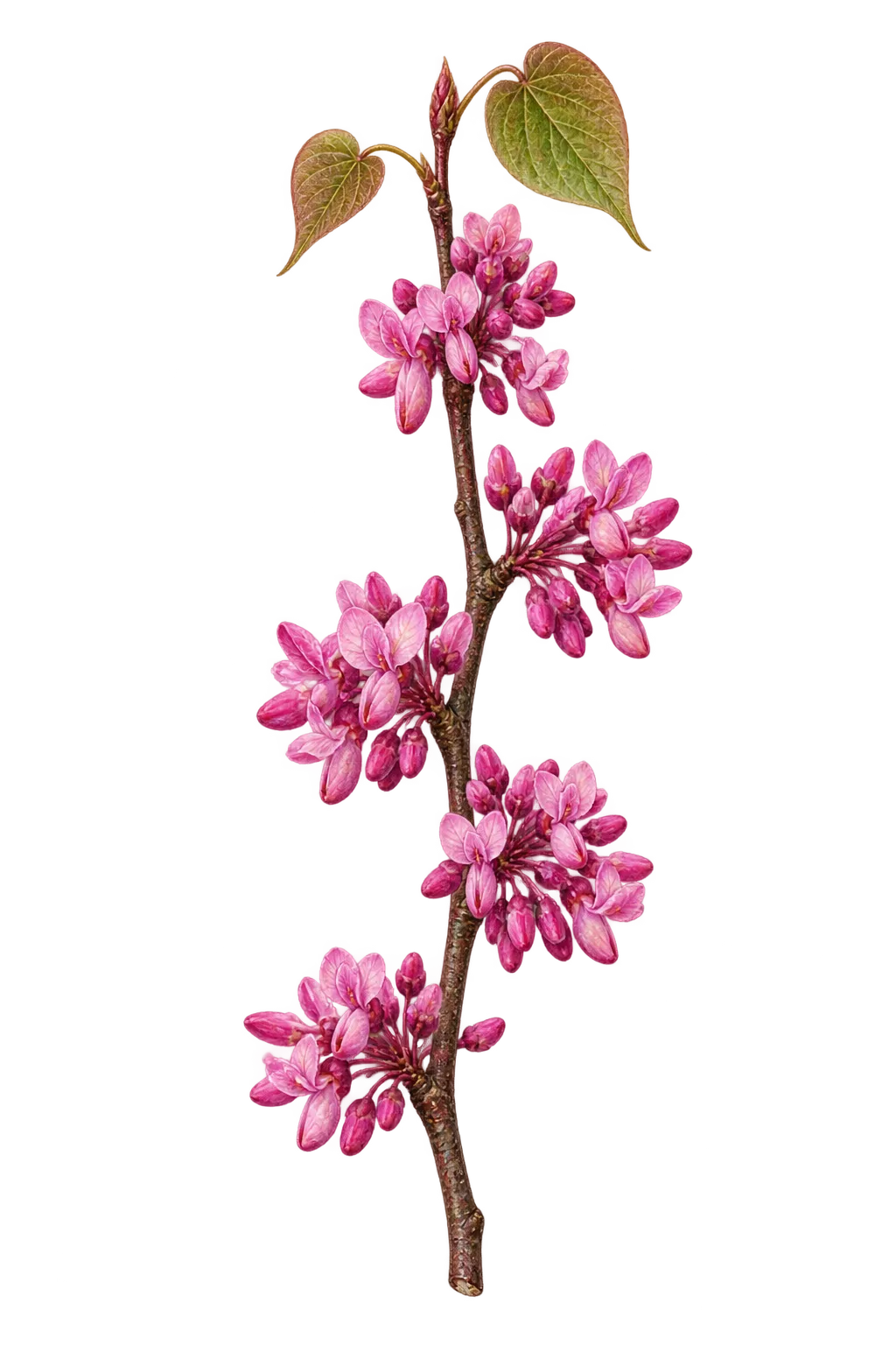 Botanical artwork associated with eastern redbud (Cercis canadensis L.)