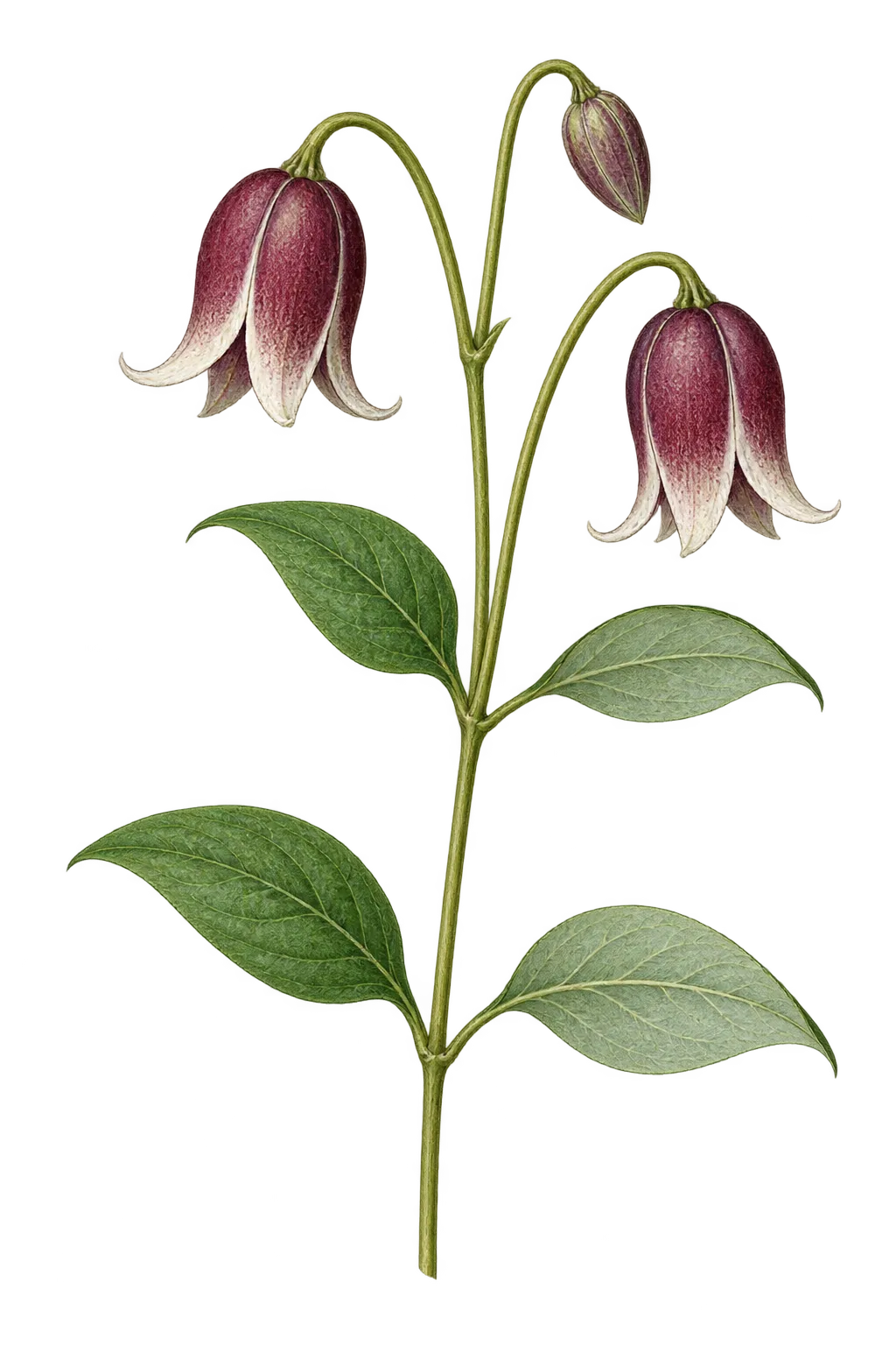 Botanical artwork associated with Addison's leather flower (Clematis addisonii Vail)