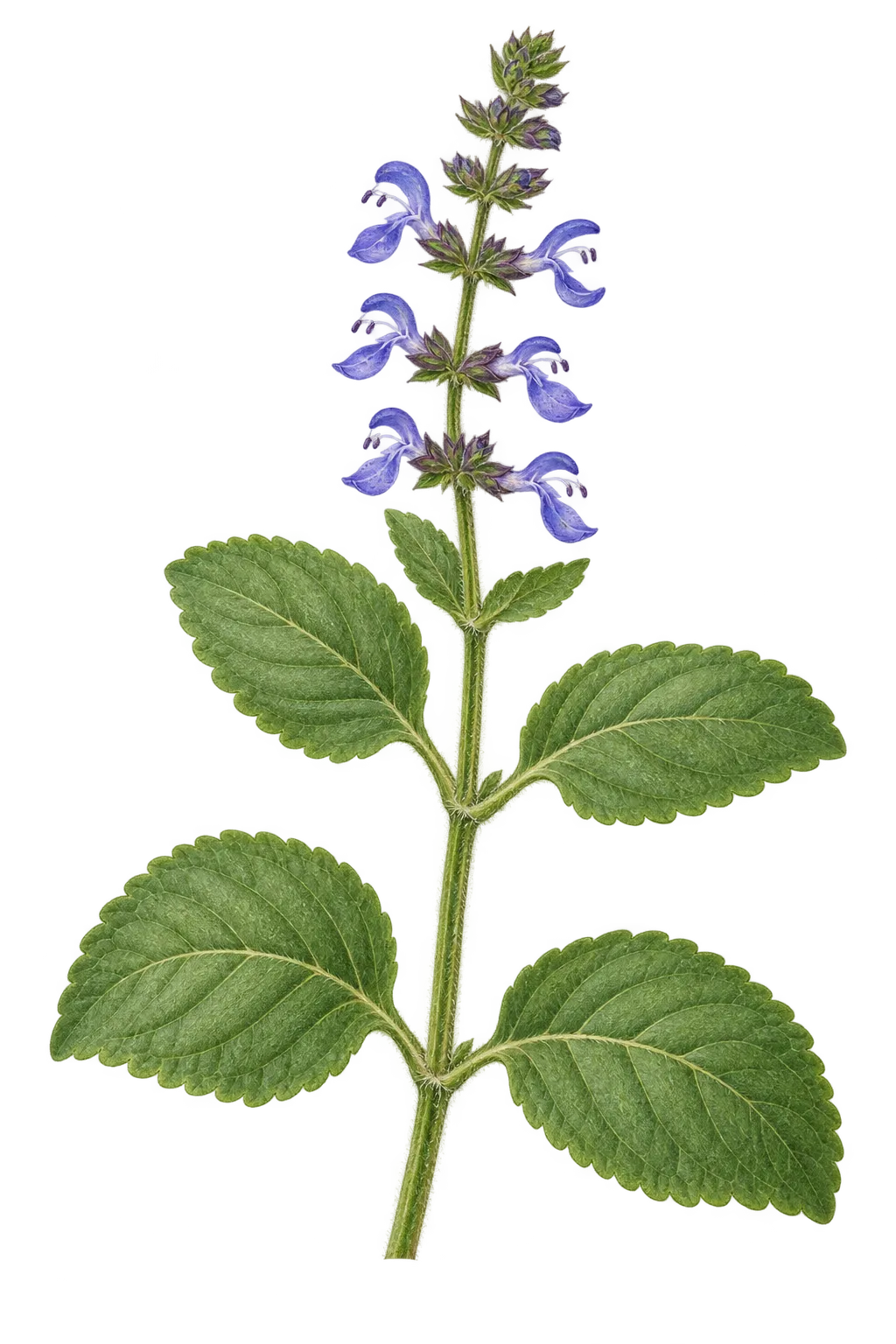 Botanical artwork associated with coleus (Coleus barbatus (Andrews) Benth. ex G.Don)