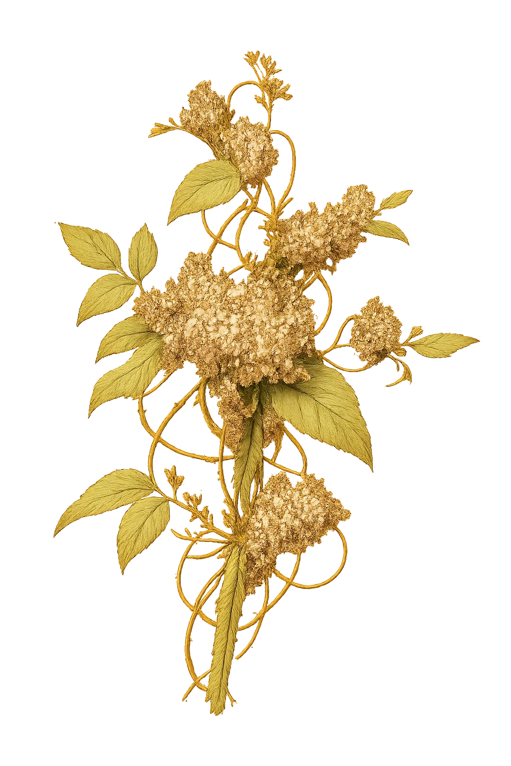 Botanical artwork associated with American dodder (Cuscuta americana L.)