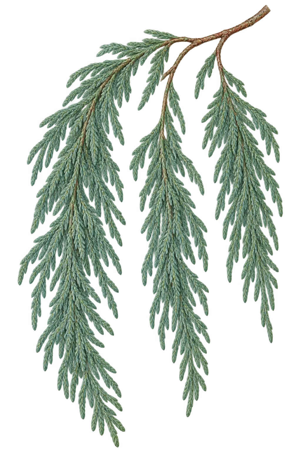 Botanical artwork associated with Kashmir cypress (Cupressus cashmeriana Royle ex Carrière)