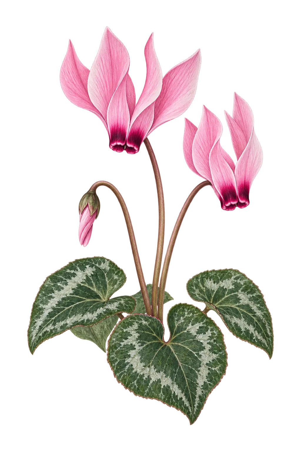 Botanical artwork associated with cyclamen (Cyclamen L.)