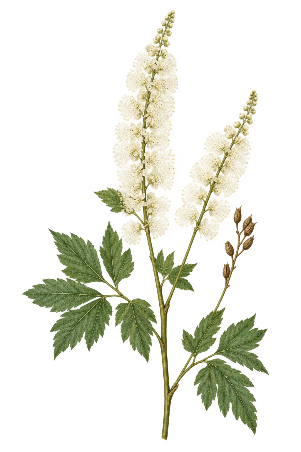 Botanical artwork associated with Arizona bugbane (Actaea arizonica (S.Watson) J.Compton)