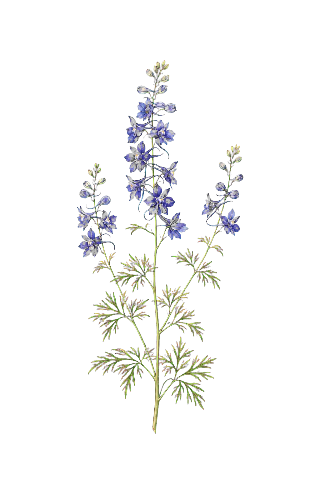 Botanical artwork associated with Colorado larkspur (Delphinium alpestre Rydb.)