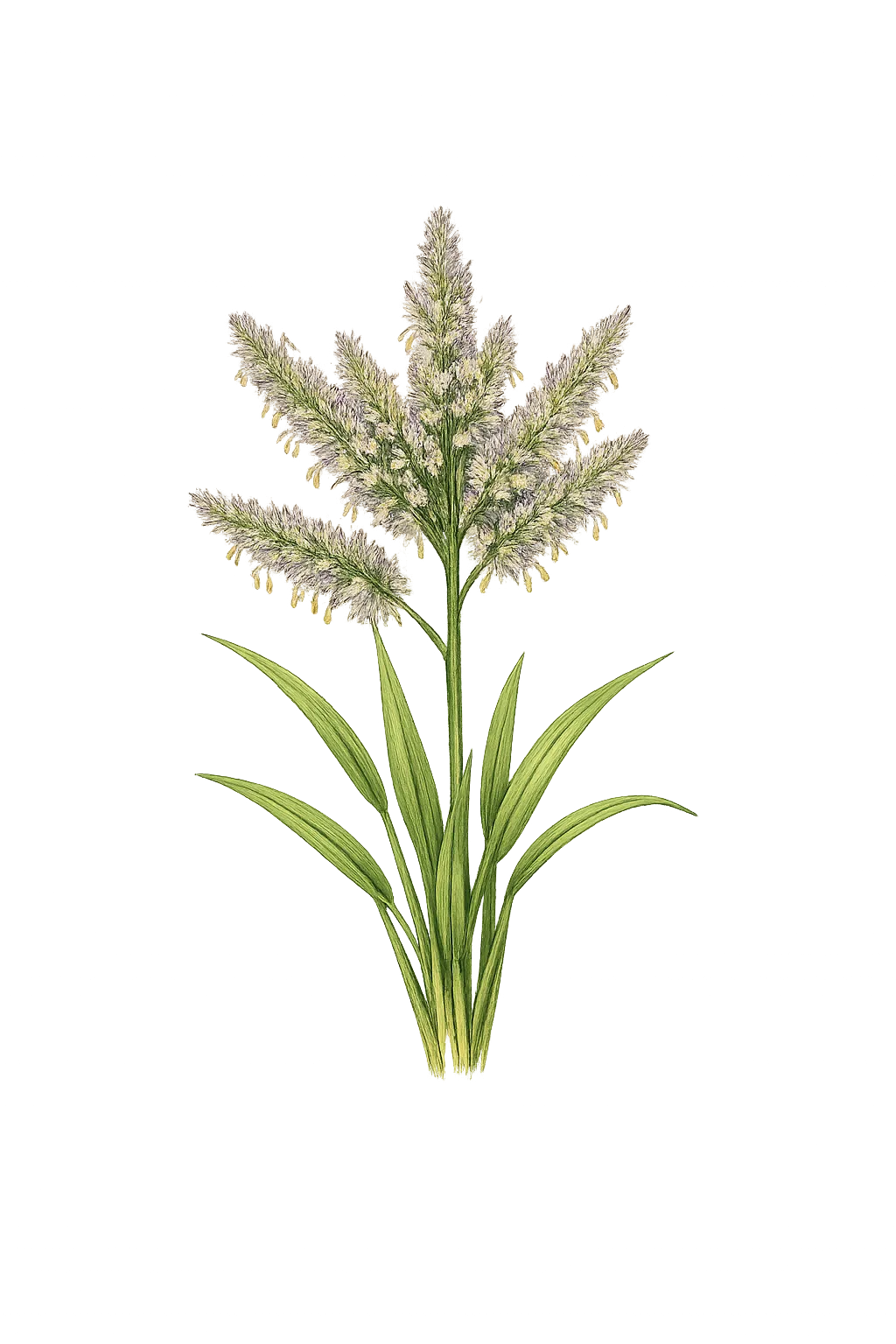 Botanical artwork associated with African couchgrass (Digitaria abyssinica (Hochst. ex A.Rich.) Stapf)