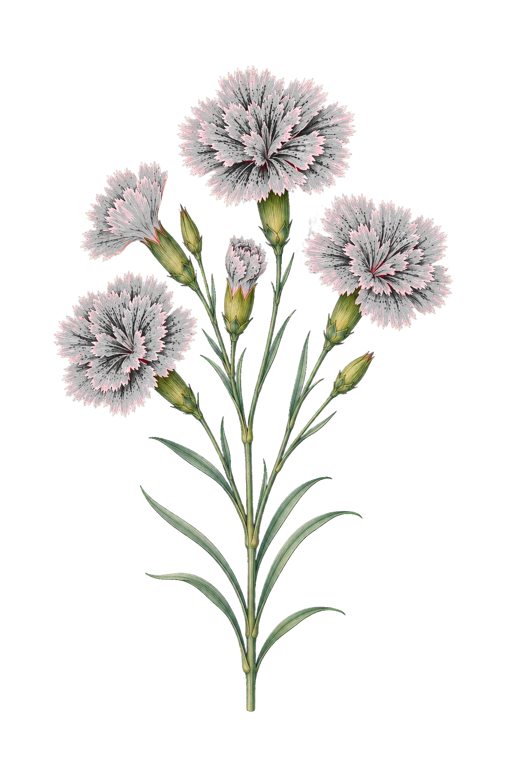 Botanical artwork associated with pink (Dianthus L.)