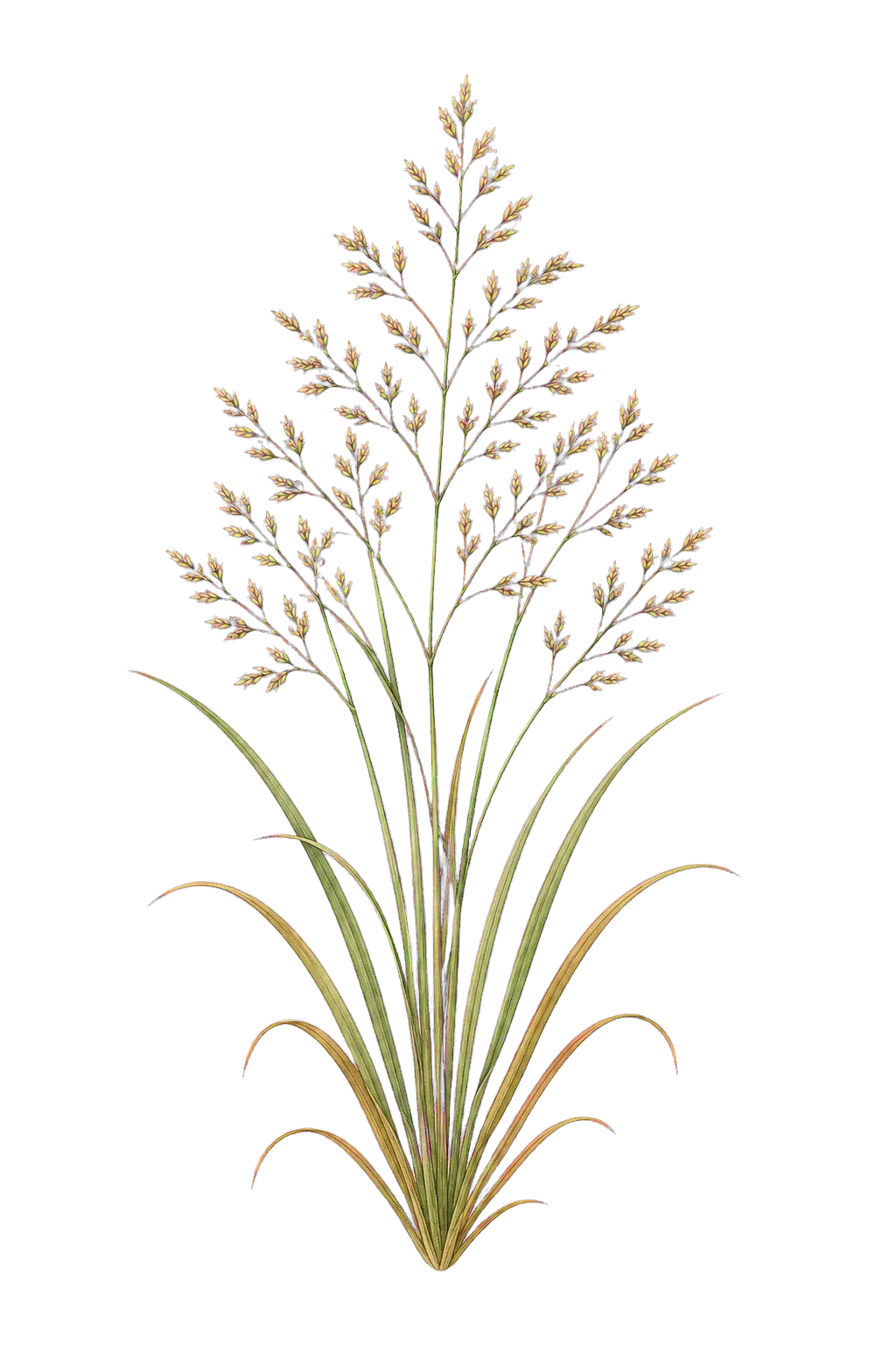 Botanical artwork associated with Mandan ricegrass (×Eriosella caduca (Beal) Romasch.)