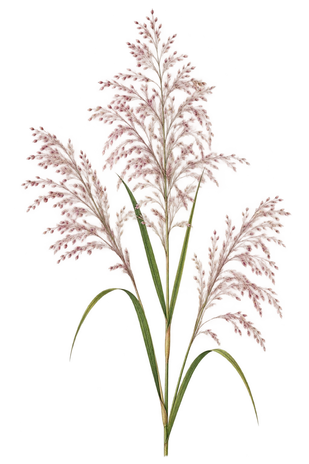 Botanical artwork associated with lovegrass (Eragrostis Wolf)