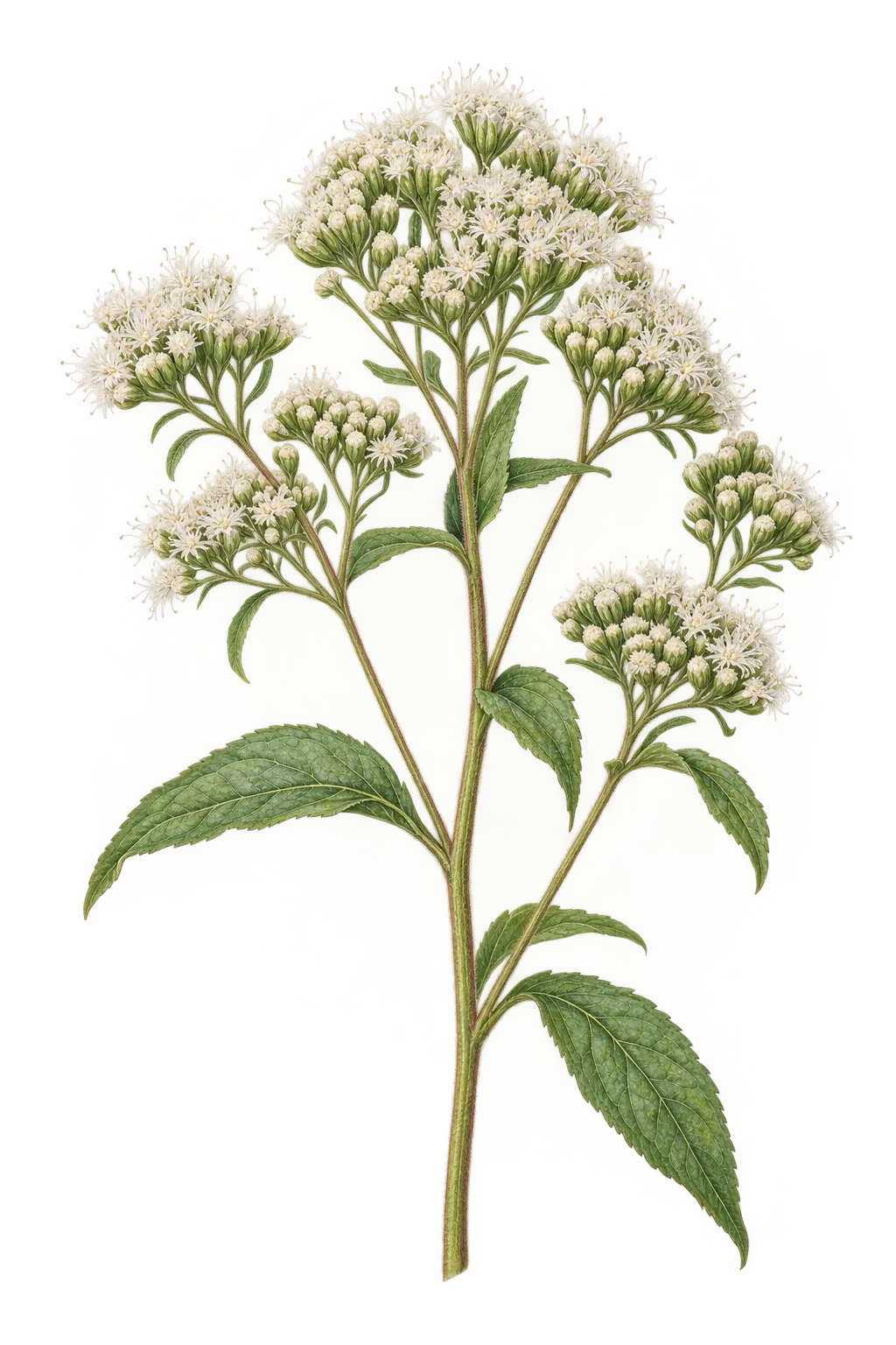 Botanical artwork associated with common boneset (Eupatorium perfoliatum L.)