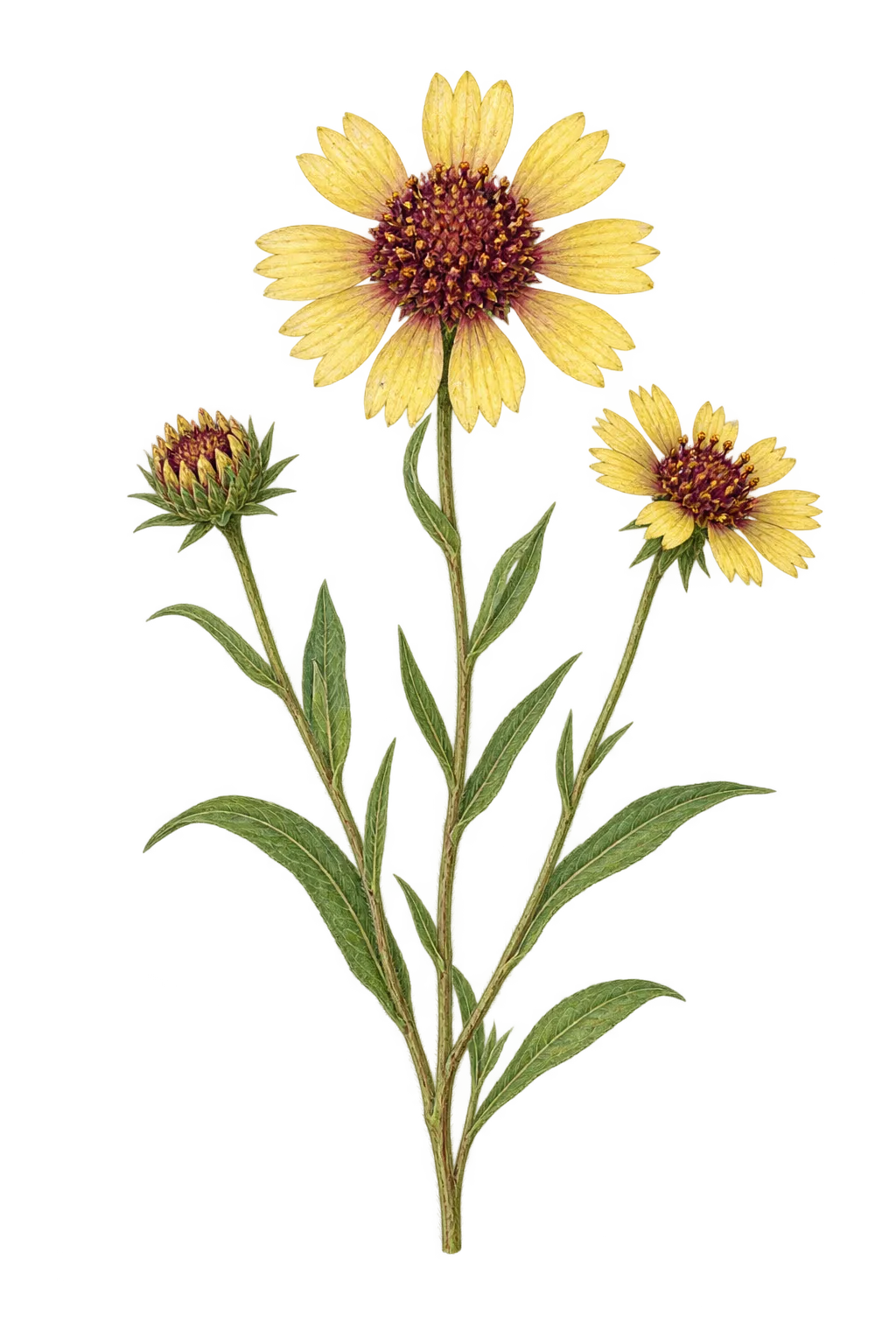 Botanical artwork associated with lanceleaf blanketflower (Gaillardia aestivalis (Walter) H.Rock)