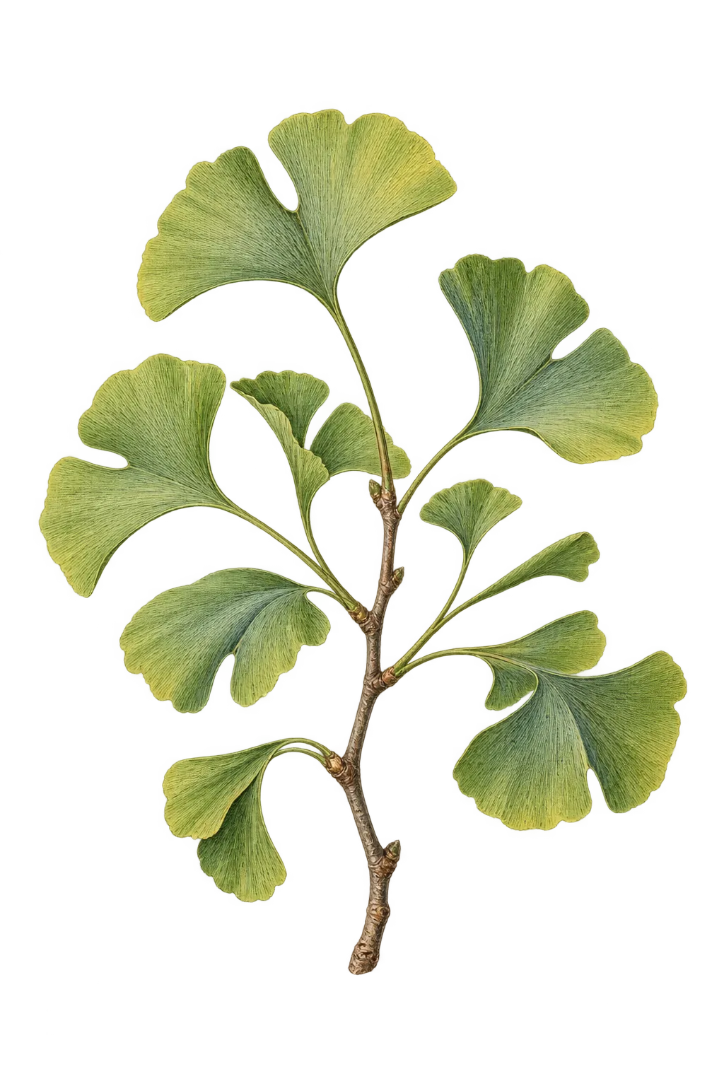 Botanical artwork associated with ginkgo (Ginkgo L.)