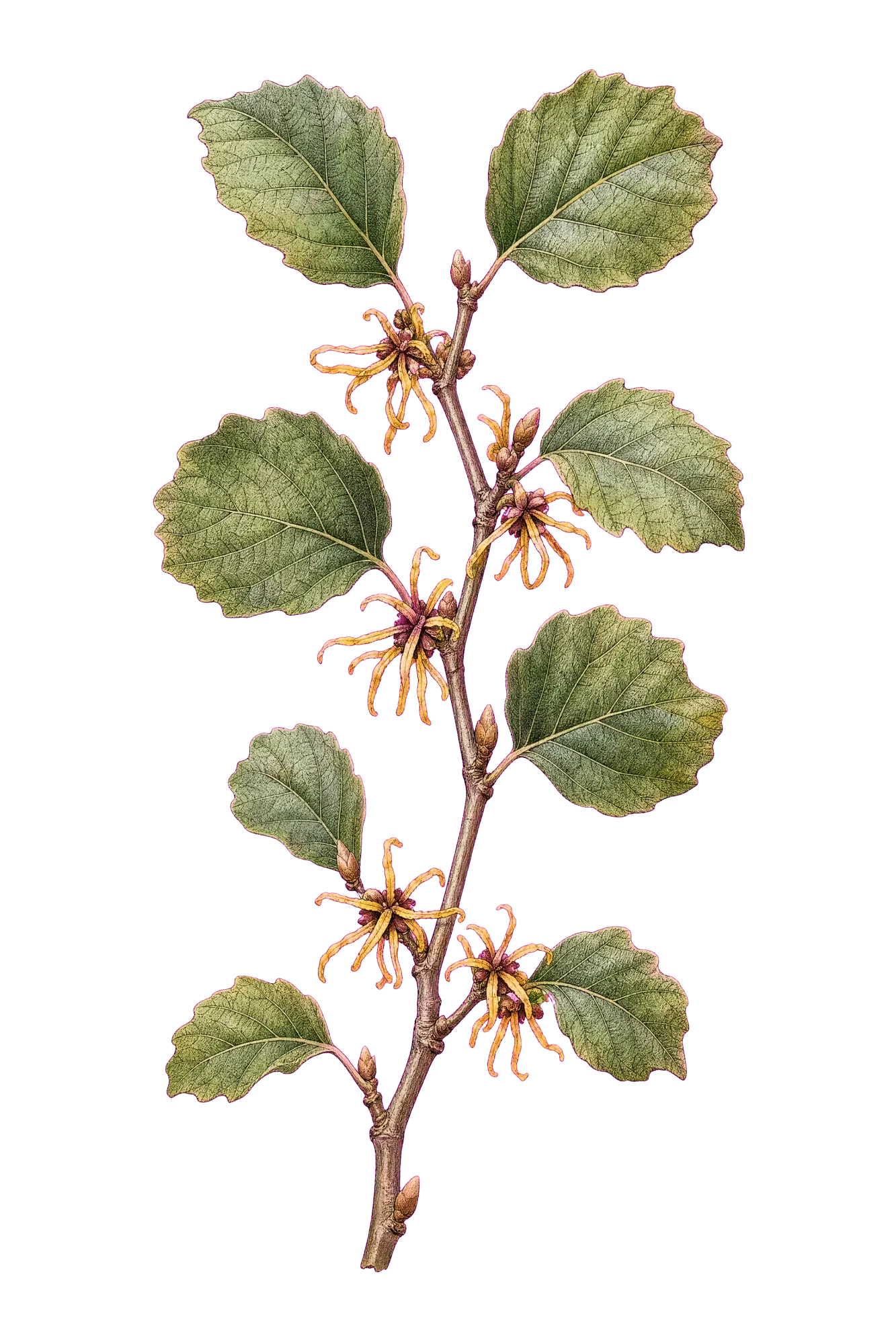 Botanical artwork associated with witchhazel (Hamamelis Gronov. ex L.)