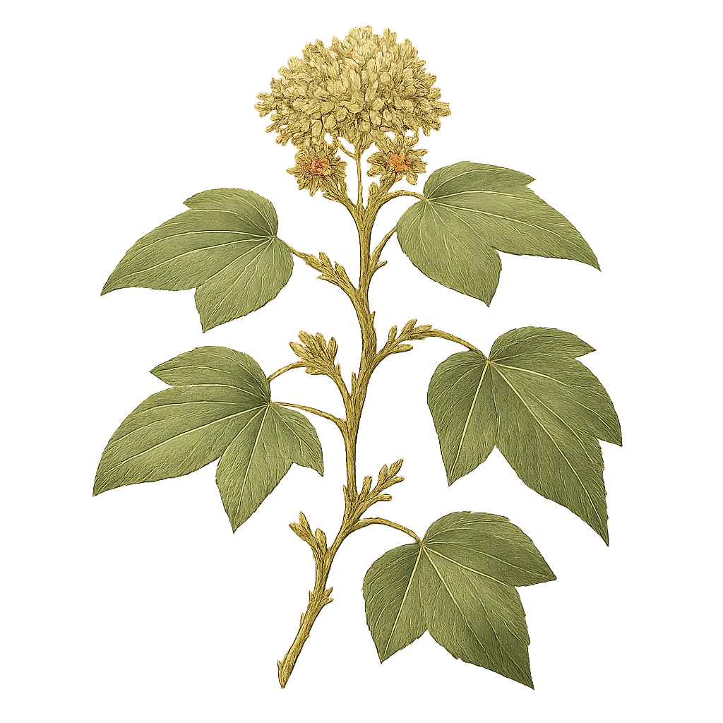 Botanical artwork associated with colchis ivy (Hedera colchica (K.Koch) K.Koch)