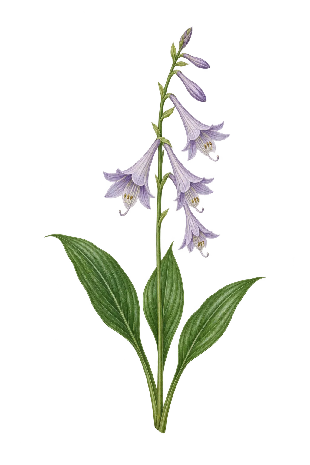Botanical artwork associated with narrowleaf plantain lily (Hosta lancifolia (Thunb.) Engl.)