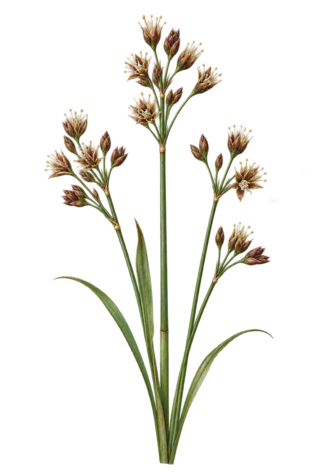 Botanical artwork associated with annual rush (Juncus pelocarpus E.Mey.)