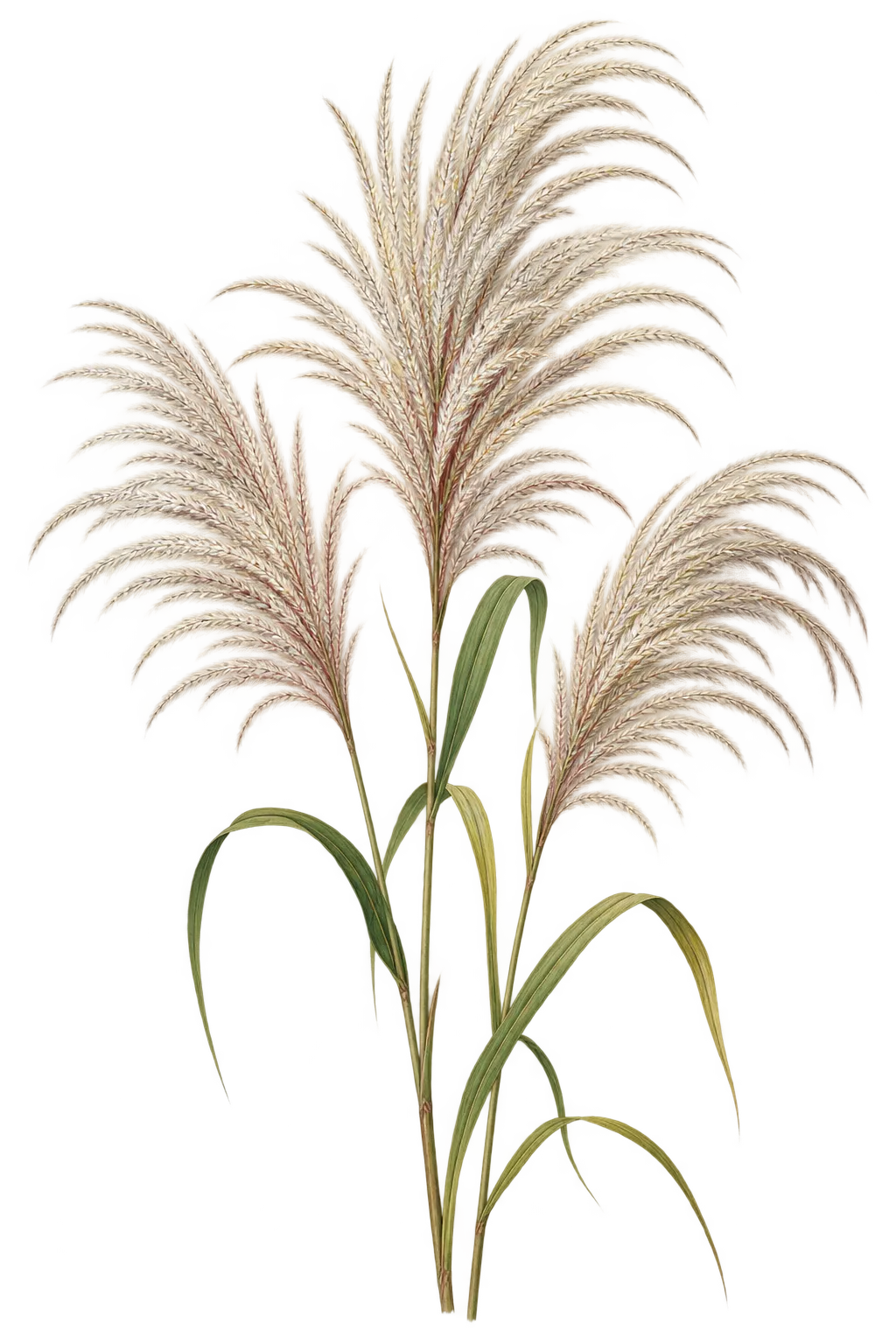 Botanical artwork associated with Chinese silvergrass (Miscanthus sinensis Andersson)