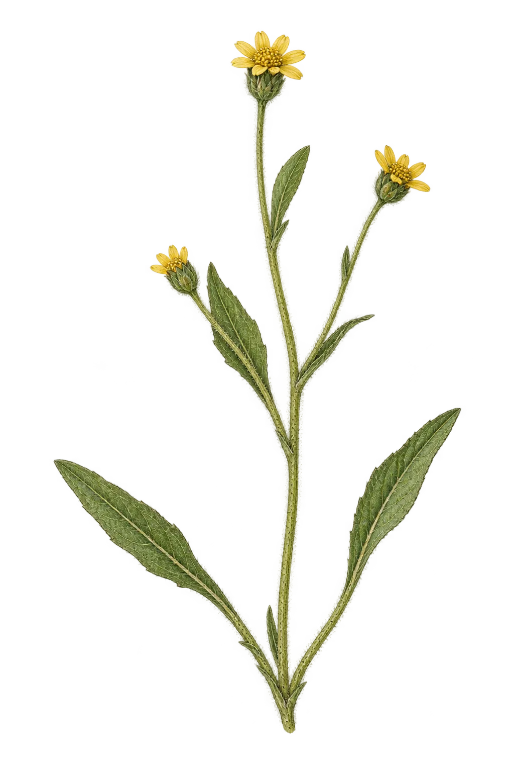 Botanical artwork associated with stinking roger (Osteospermum calendulaceum L.f.)