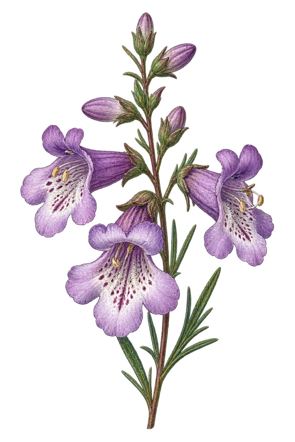 Botanical artwork associated with firleaf beardtongue (Penstemon abietinus Pennell)