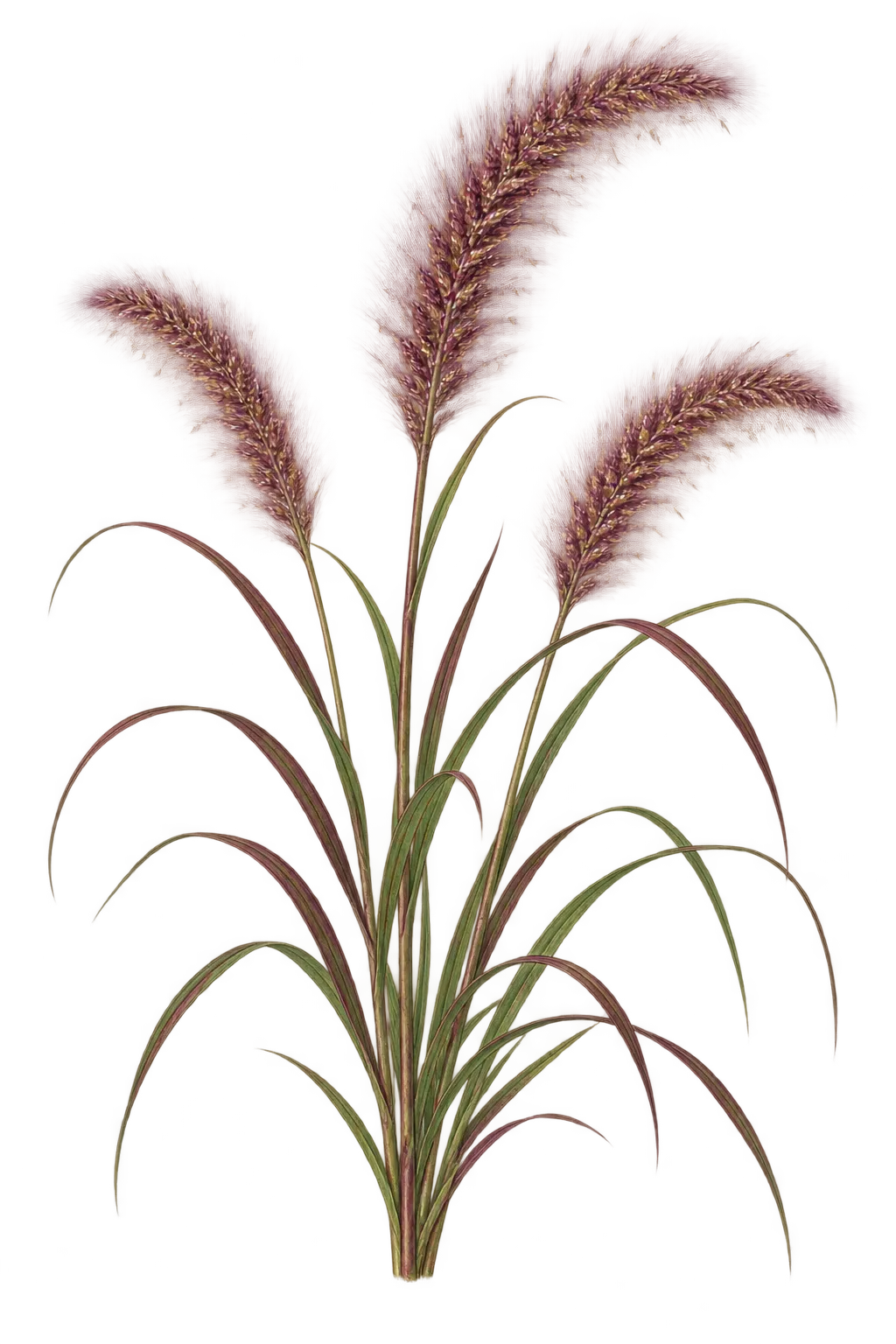Botanical artwork associated with foreign fountaingrass (Cenchrus × cupreus (Thorpe) Govaerts)