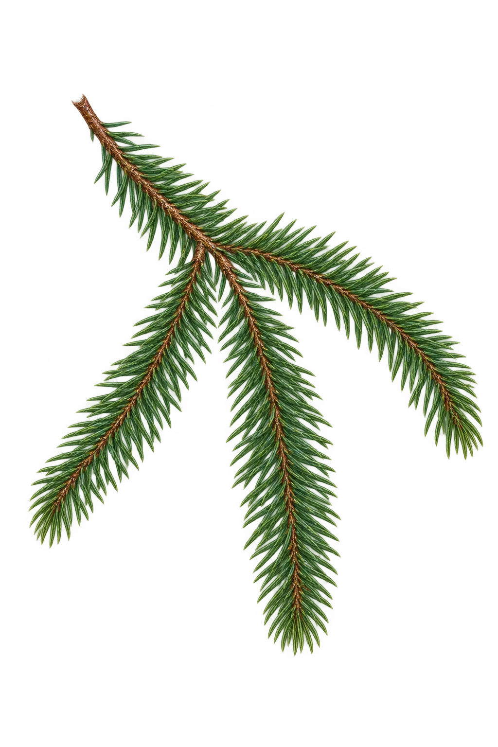 Botanical artwork associated with Norway spruce (Picea abies (L.) H.Karst.)