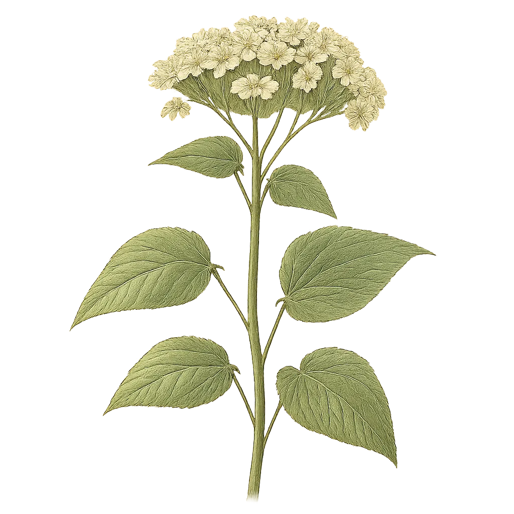 Botanical artwork associated with white rattlesnakeroot (Nabalus albus (L.) Hook.)