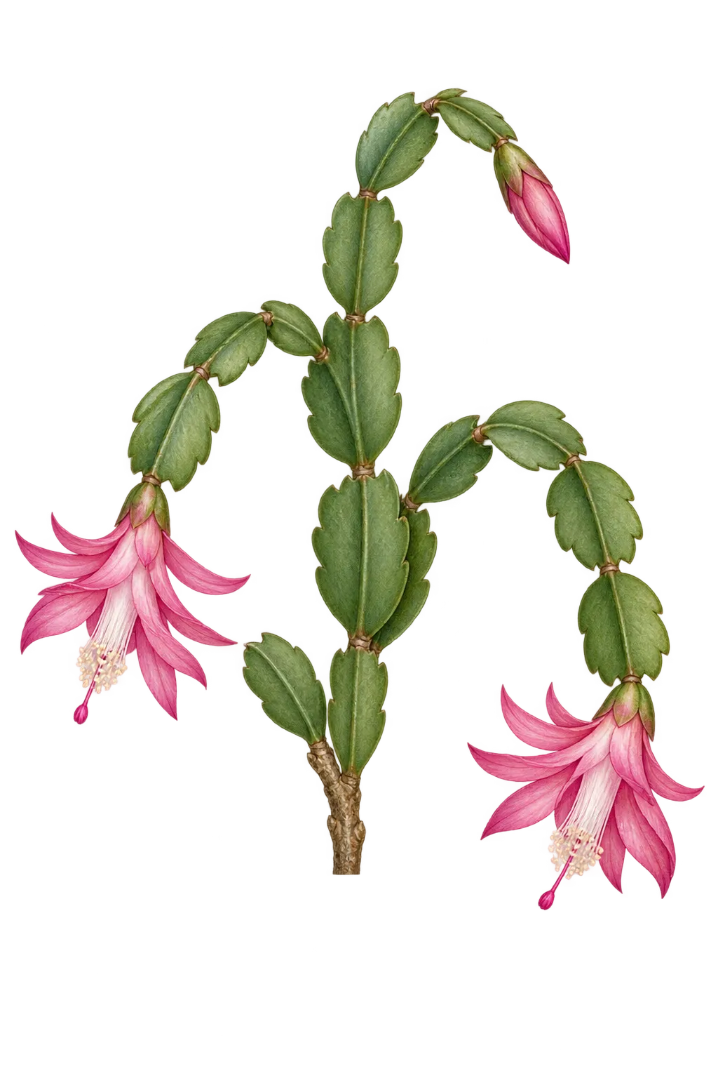 Botanical artwork associated with schlumbergera (Schlumbergera Lem.)