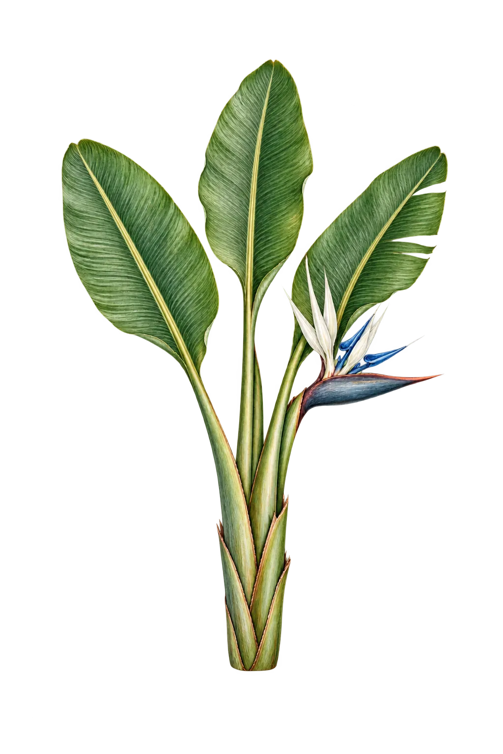 Botanical artwork associated with bird-of-paradise -tree (Strelitzia nicolai Regel & Körn.)