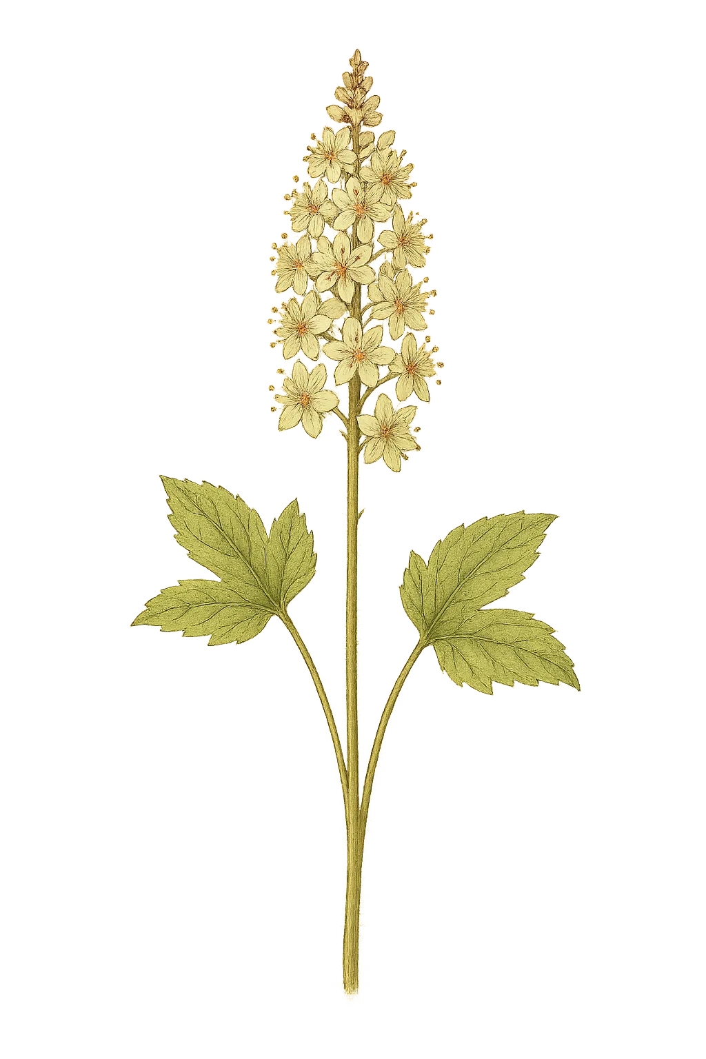 Botanical artwork associated with foamflower (Tiarella L.)
