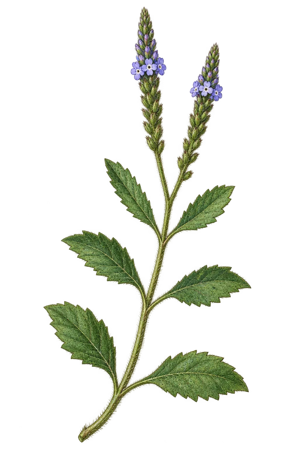 Botanical artwork associated with San Bernardino vervain (Verbena abramsii Moldenke)