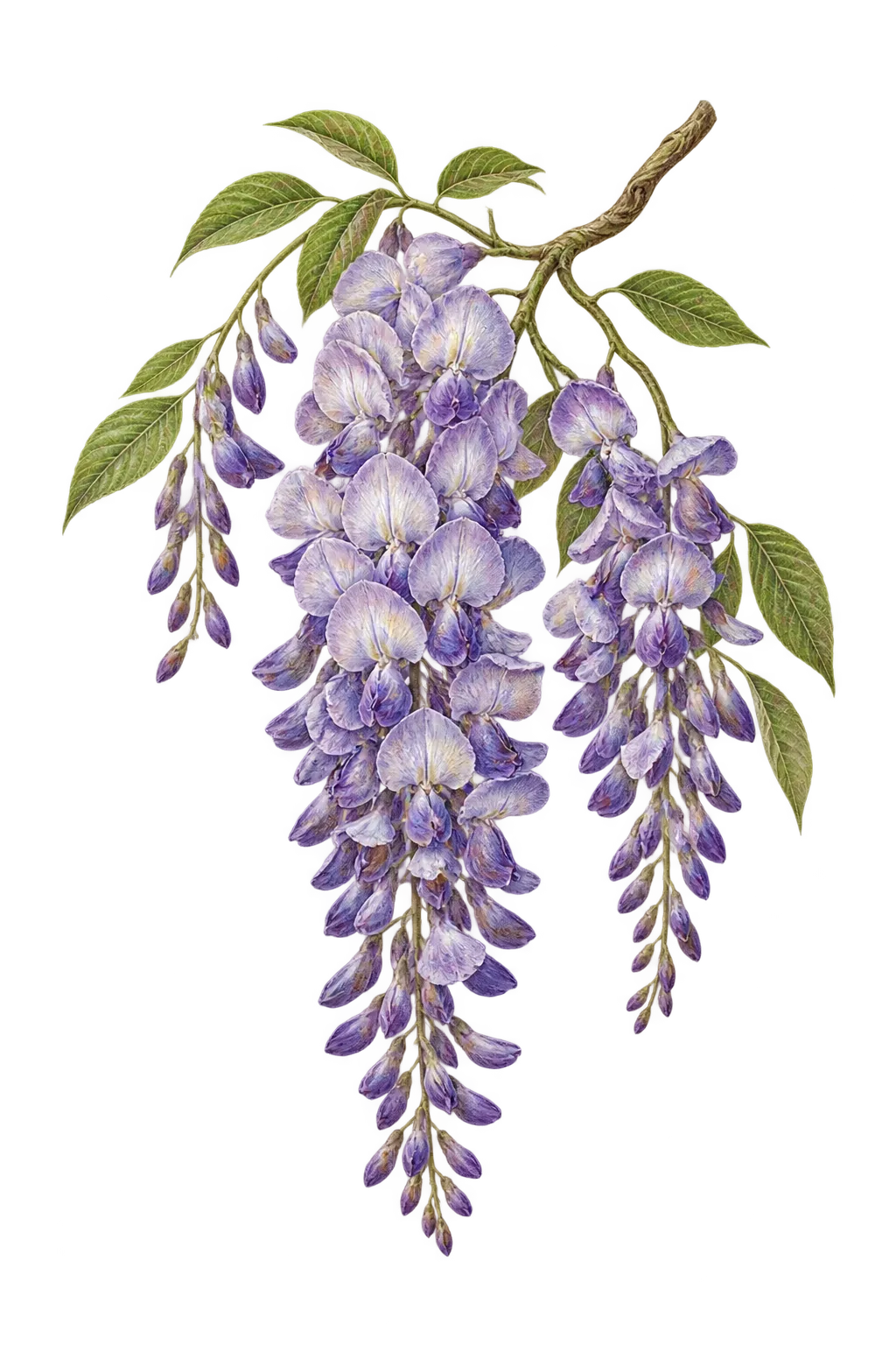 Botanical artwork associated with wisteria (Wisteria × formosa Rehder)